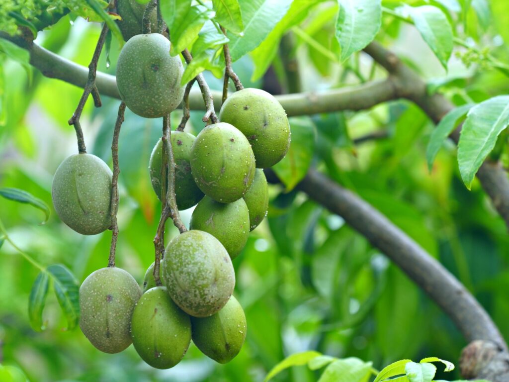 매실이 가득 열려있는 나무
